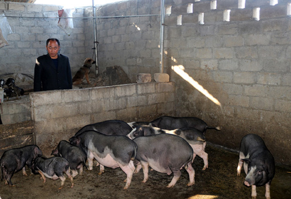 Lũng Pù phát triển chăn nuôi lợn đen đặc sản